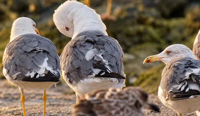 Oman's Environment Authority Records Bird Biodiversity in Musandam