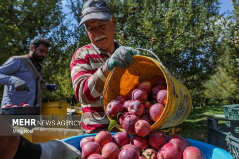 East Azerbaijan; Maragheh Apple on the Path to Global Markets