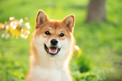 Dogecoin في دائرة الضوء: مبيعات مفاجئة وتقلبات الأسعار