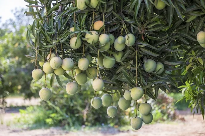 Oman Seeks to Compensate for $18.7 Million Mango Import Shortage Through Targeted Investments