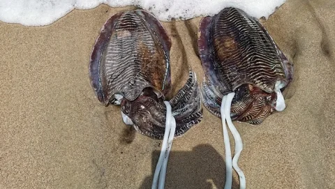 Oman Records Shrimp Exports to 19 Countries Worth 4.47 Million Omani Rials