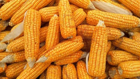 سقوط آتی‌های ذرت در پایان روز چهارشنبه