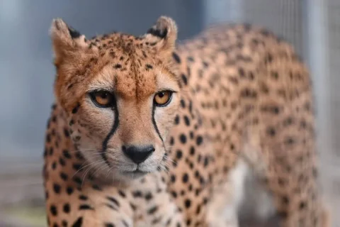 India announces actions after the death of the first cheetah since its return to the country