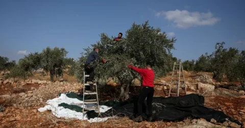 تداوم سرقت زیتون فلسطینی‌ها توسط شهرک‌نشینان اسرائیلی در کرانه باختری