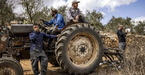 آغاز برداشت زیتون در کرانه باختری در سایه حملات شهرک‌نشینان به فلسطینی‌ها